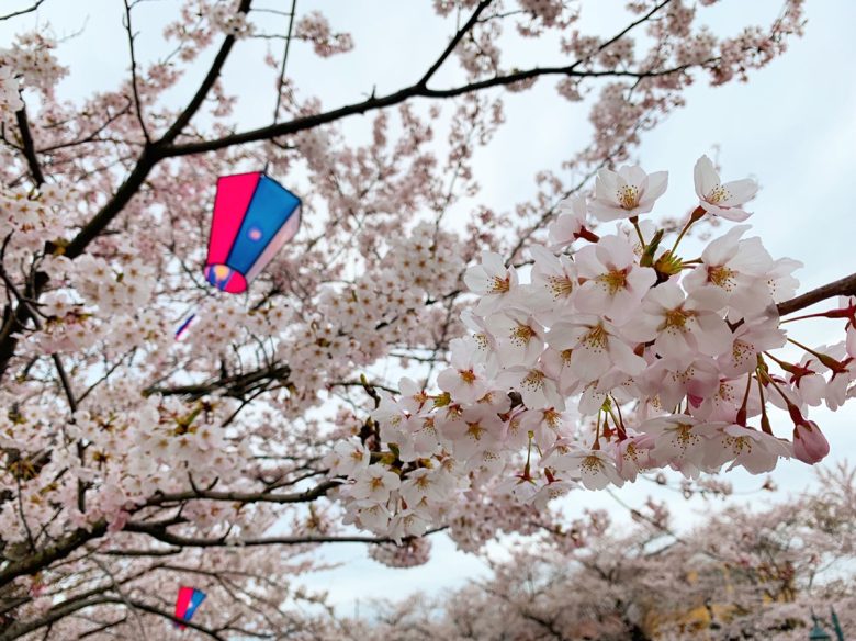 あきたのＣＧ屋の社長さんのハナシ　春に桜を見て思う編